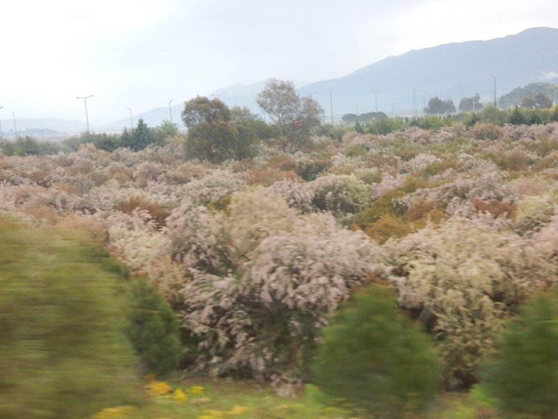 エフェス遺跡には素晴らしい歴史あり